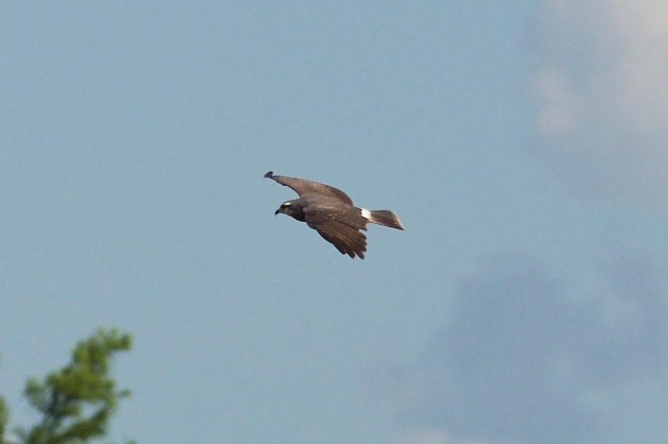 Snail Kite - Brandon Trentler