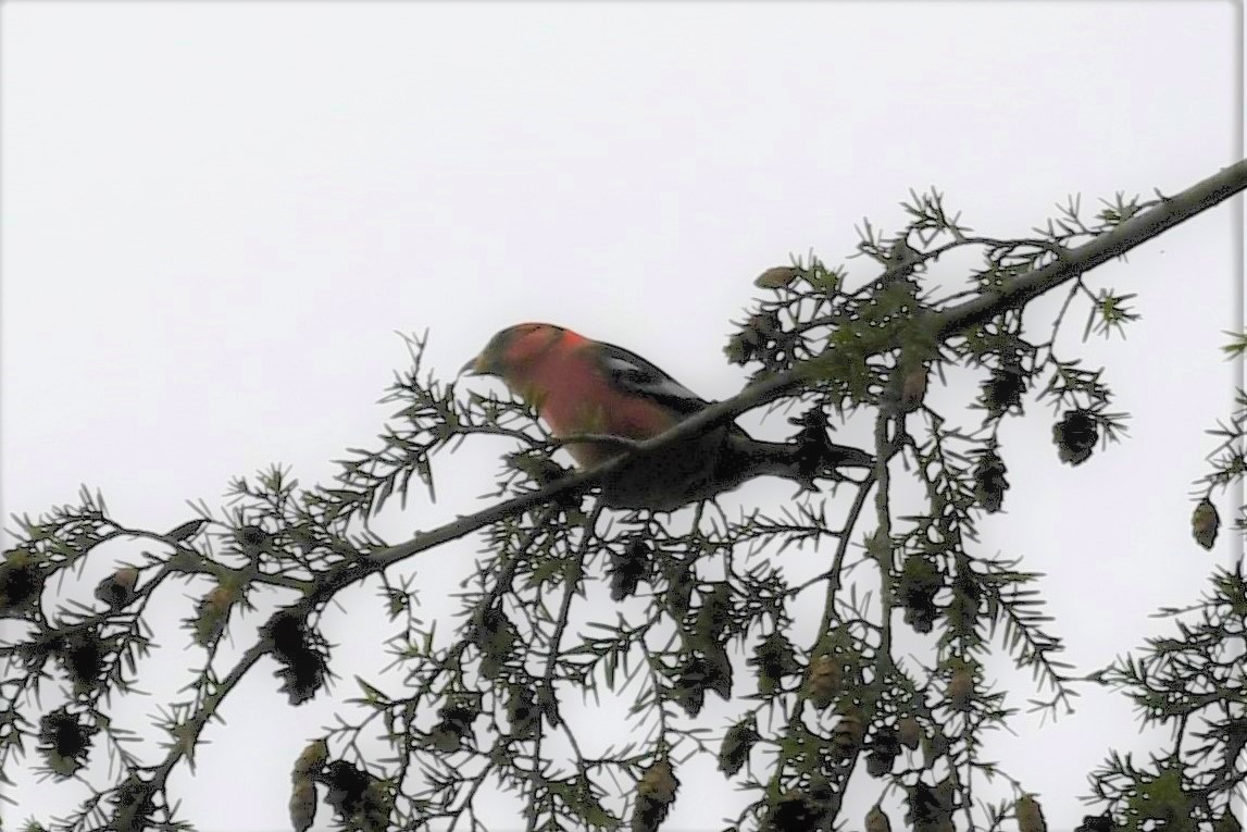 White-winged Crossbill - ML296175281