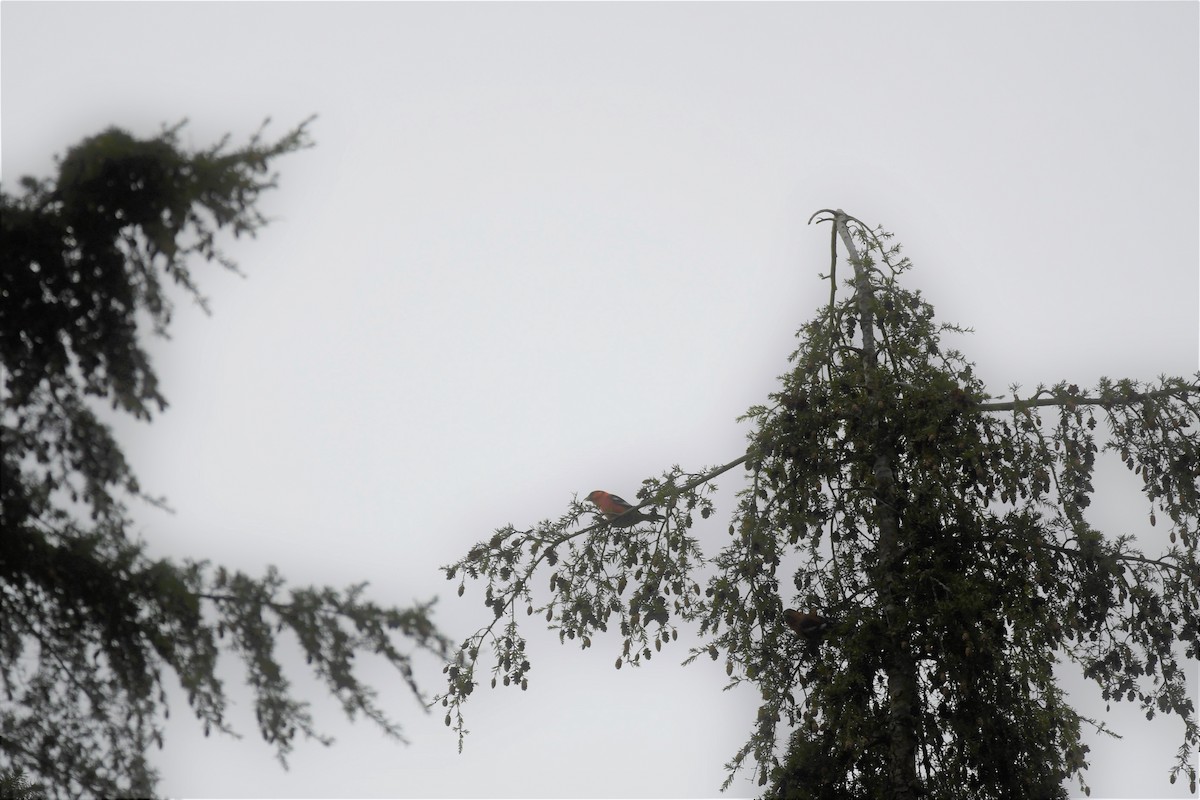 White-winged Crossbill - ML296175301