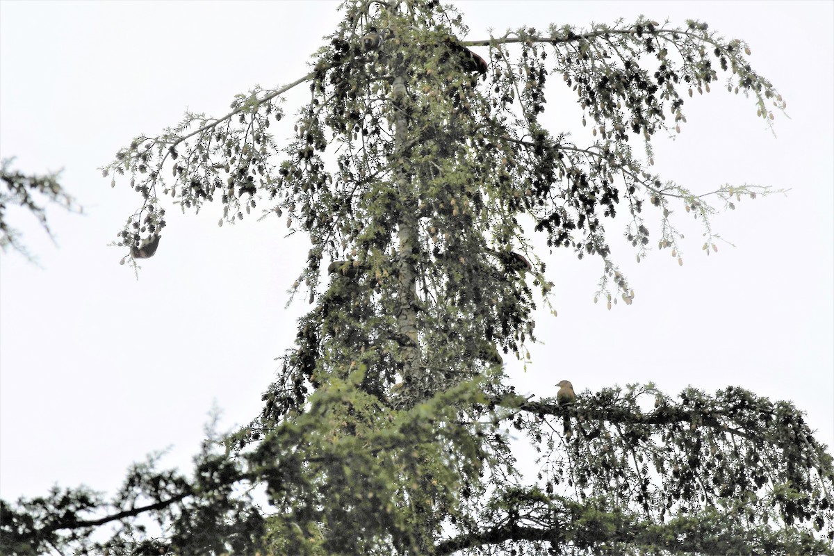 White-winged Crossbill - ML296175381