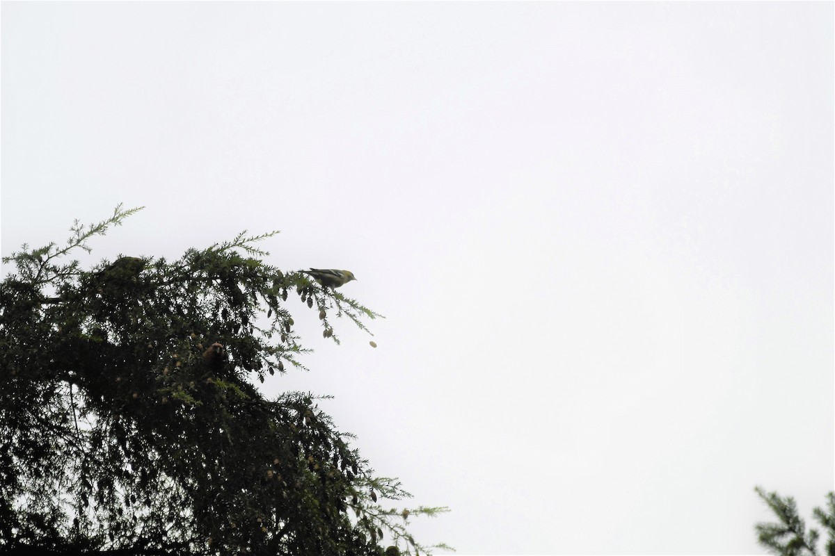 White-winged Crossbill - ML296175451