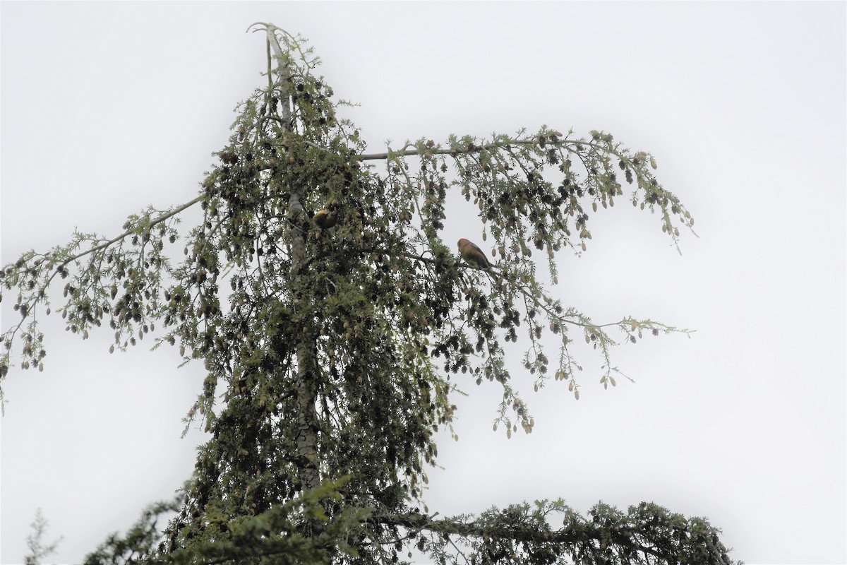 White-winged Crossbill - ML296175491