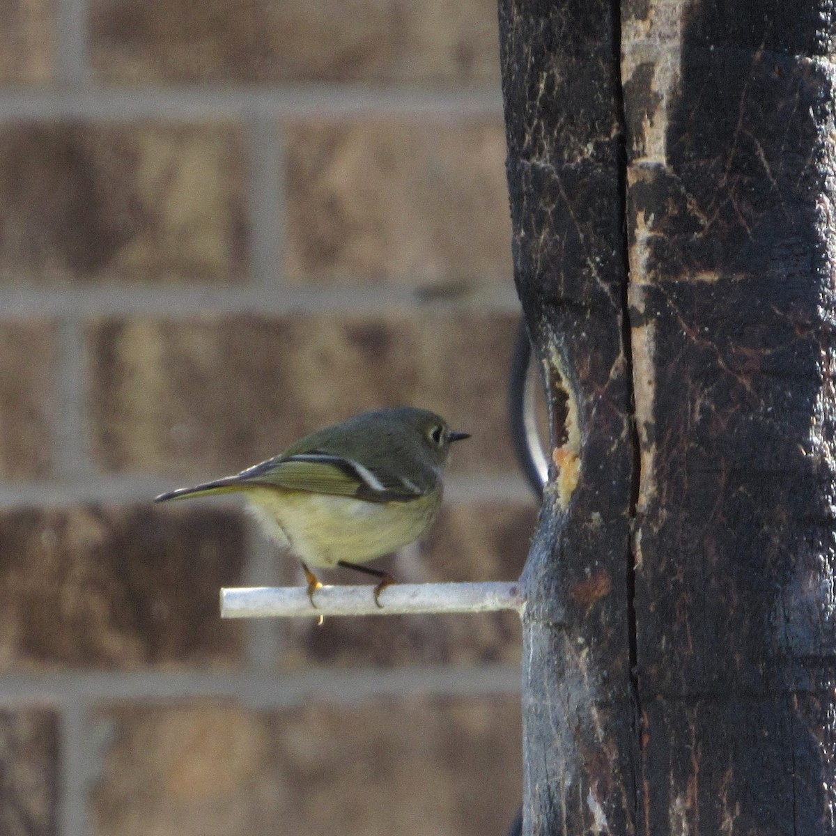 Ruby-crowned Kinglet - ML296175891