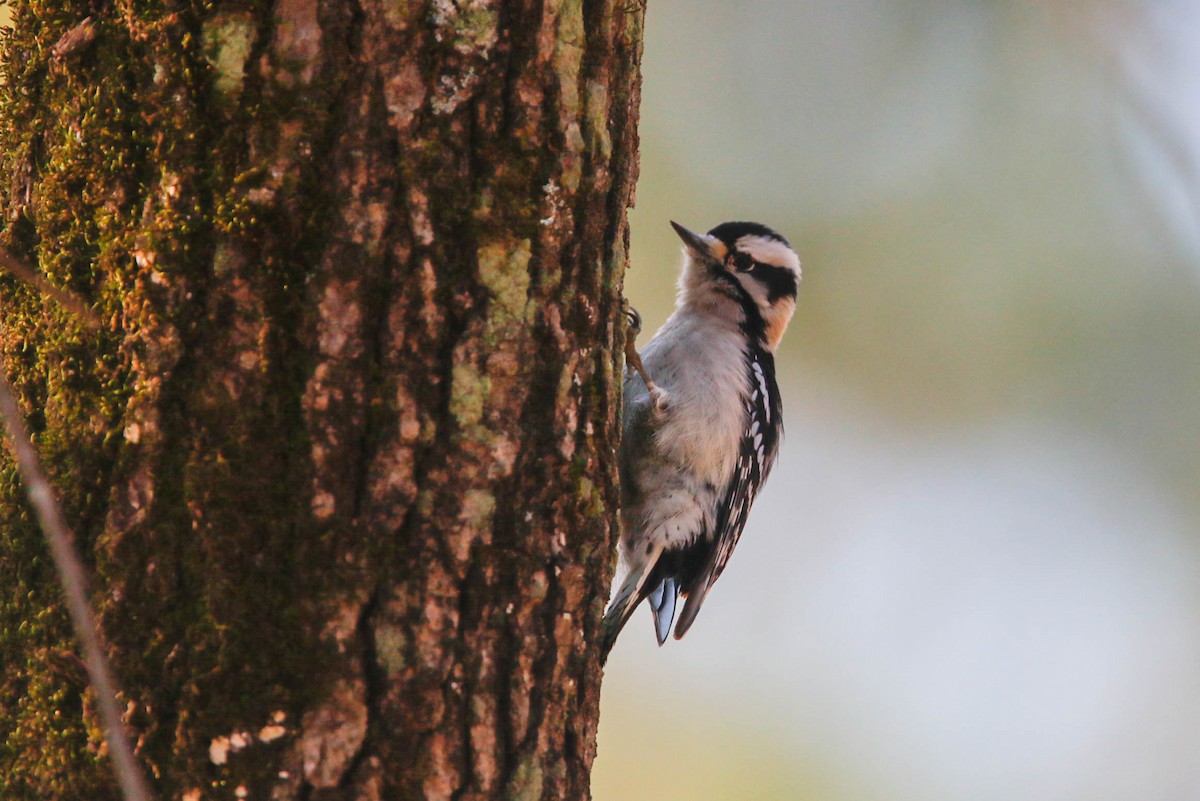 Downy Woodpecker - ML296175961