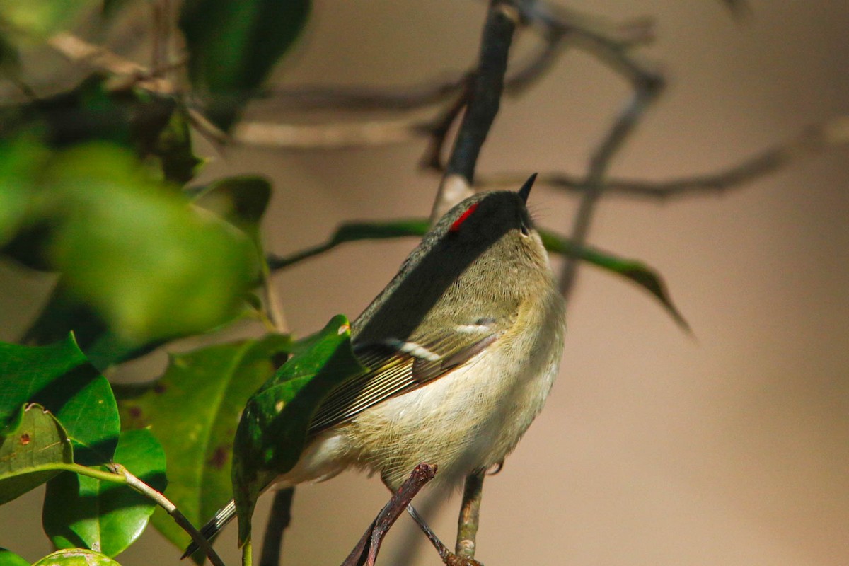 Ruby-crowned Kinglet - ML296176181