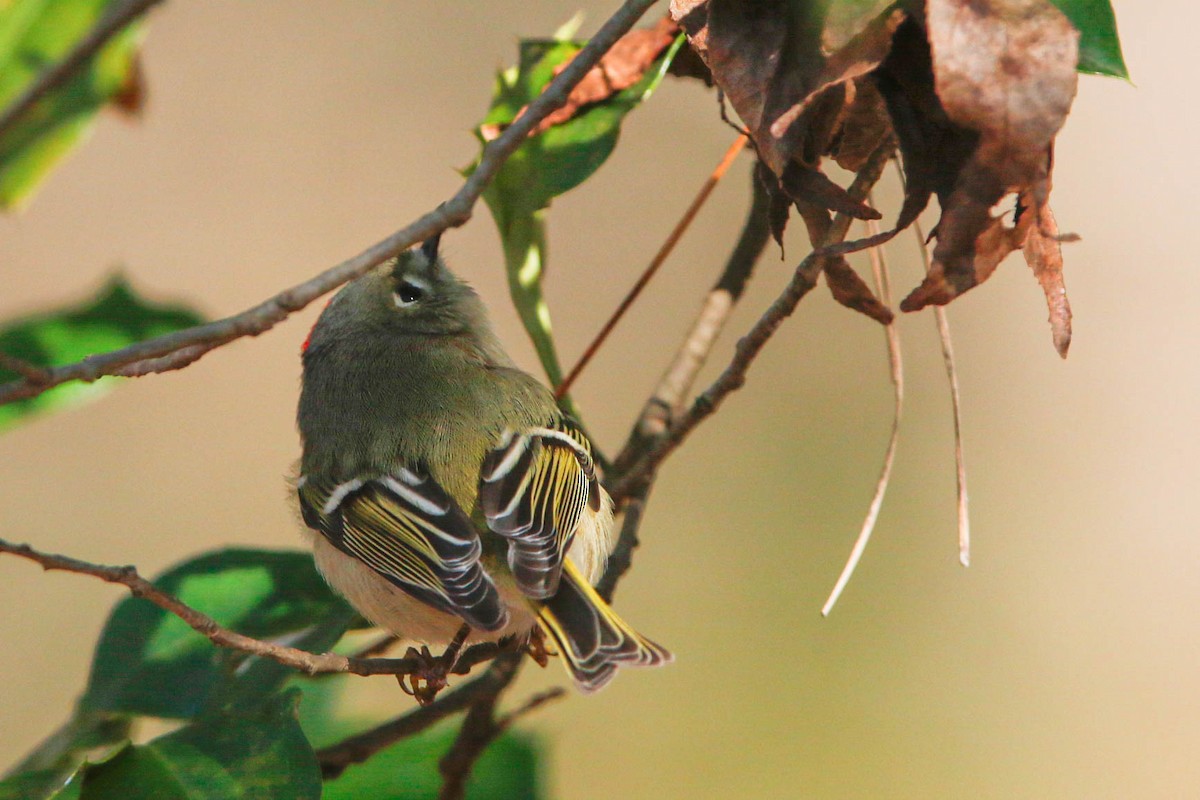 Ruby-crowned Kinglet - Glenn Golson Jr.