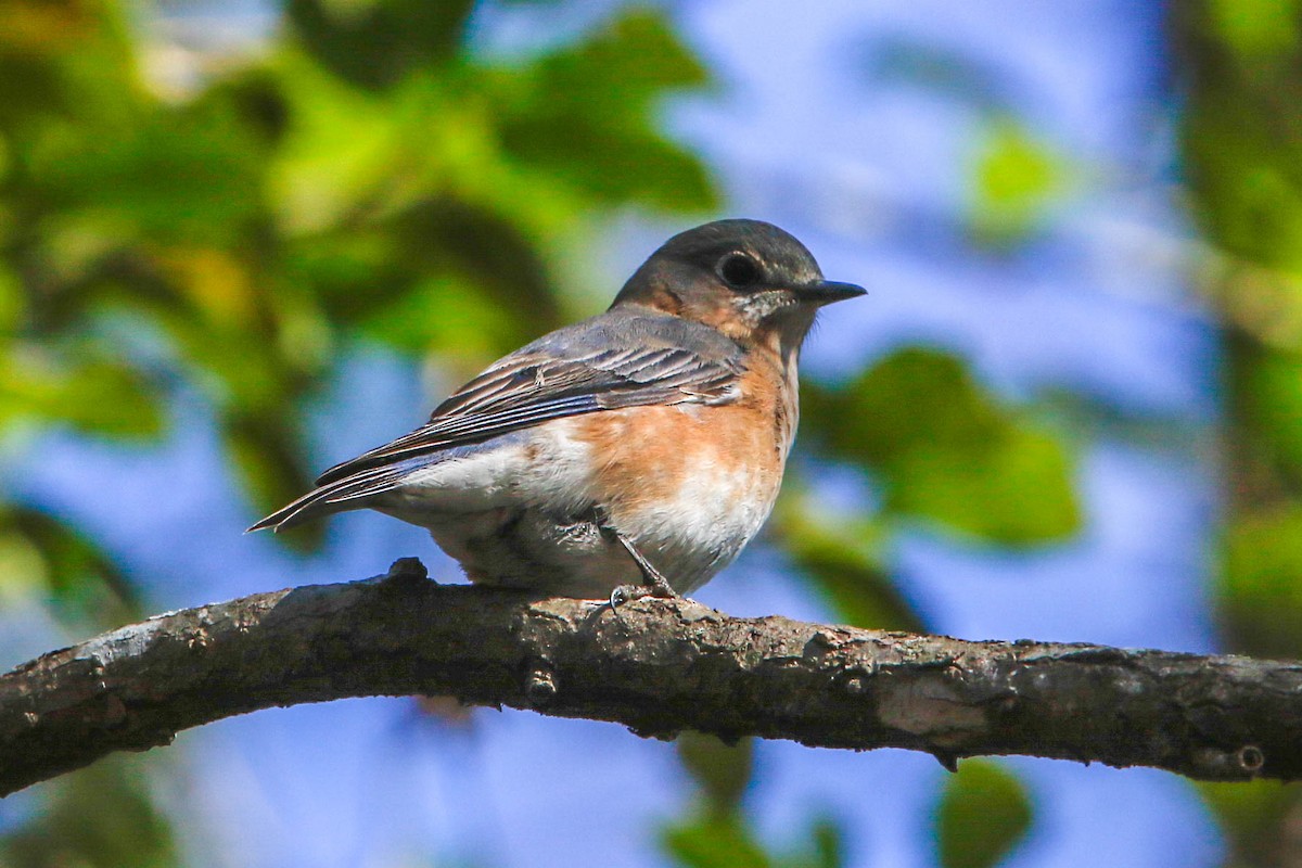 Eastern Bluebird - ML296176331