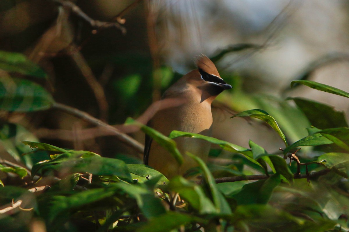 Cedar Waxwing - ML296176451