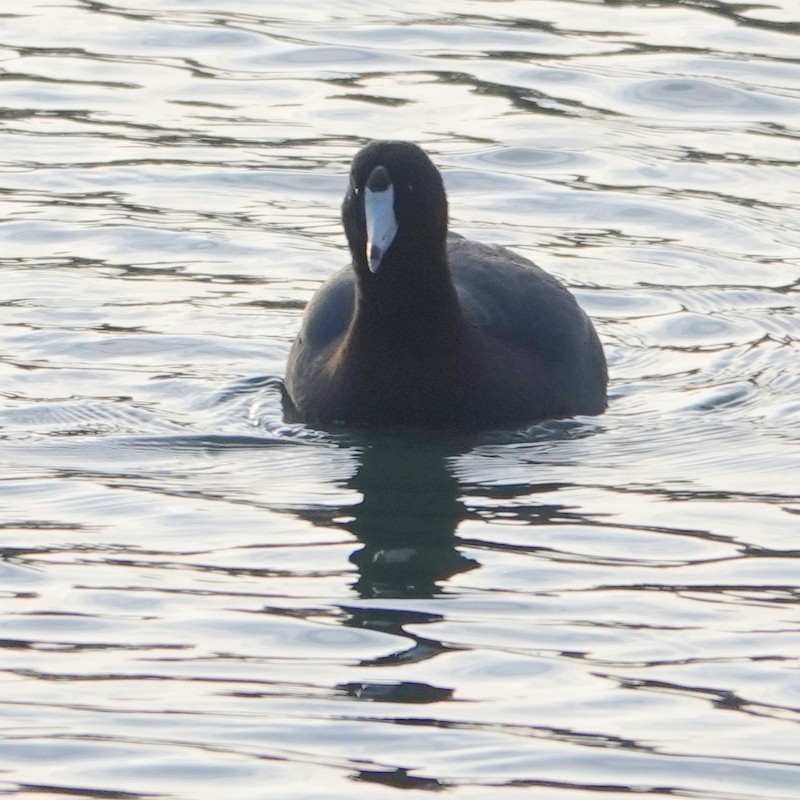 American Coot - ML296177481