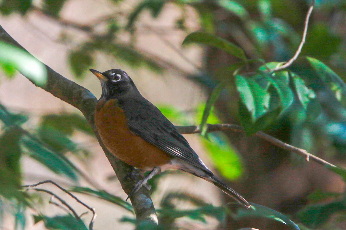 American Robin - ML296177681