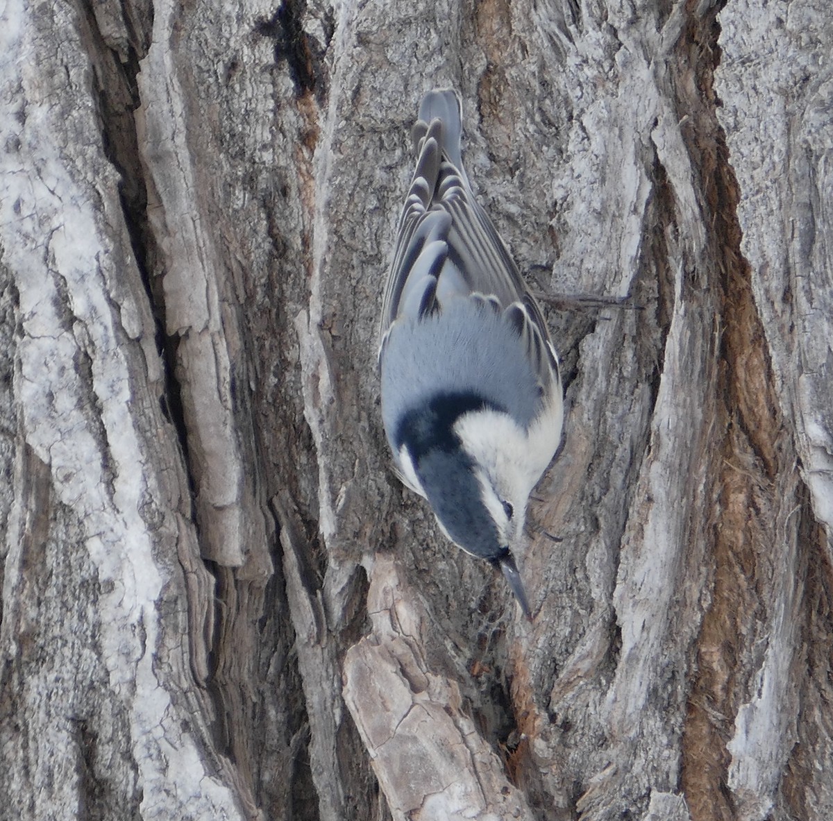 White-breasted Nuthatch - ML296178371