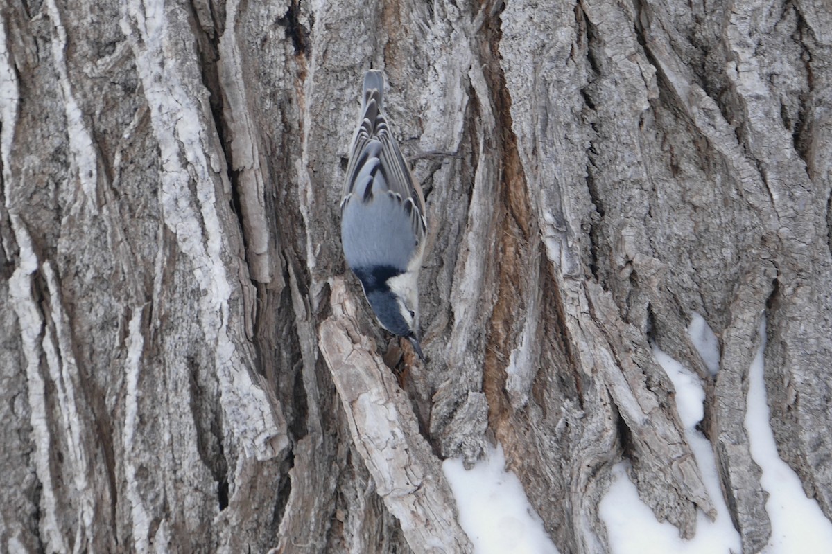 White-breasted Nuthatch - ML296178451