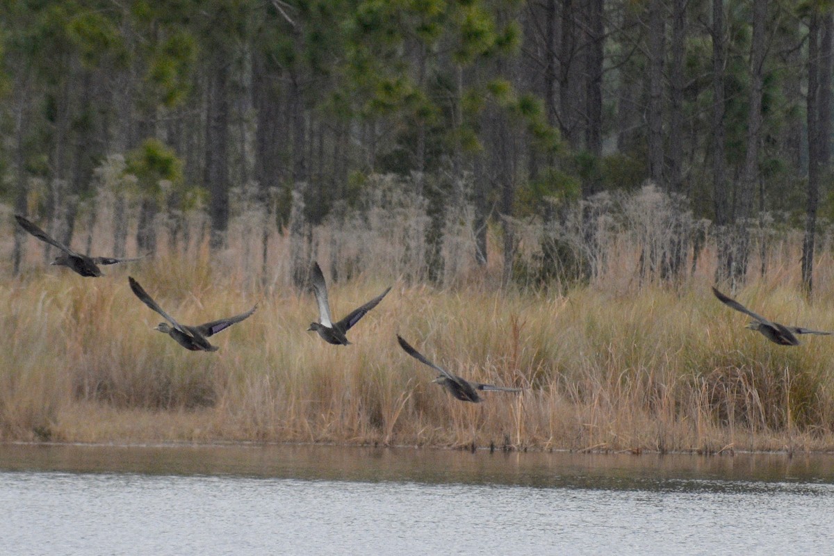 American Black Duck - Alena Capek