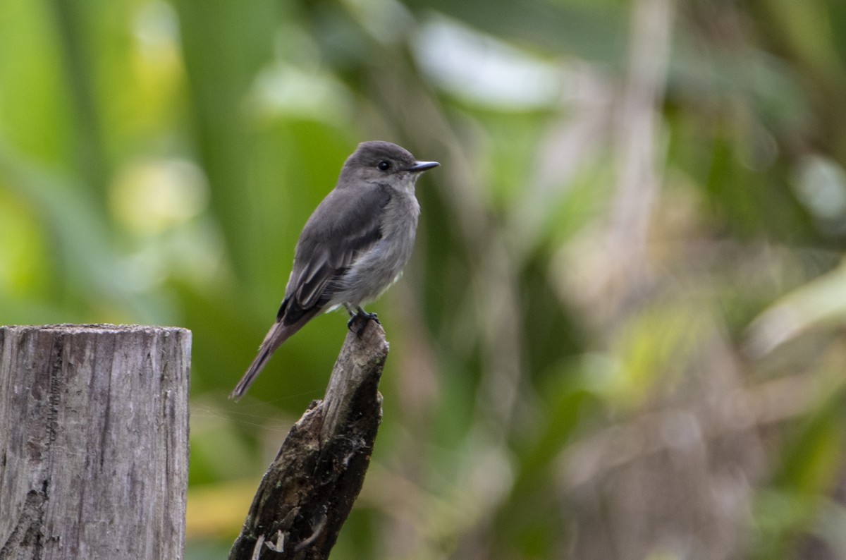 Olive-sided Flycatcher - David F. Belmonte