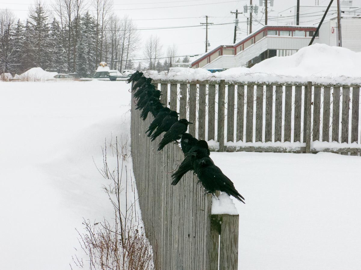 American Crow - ML296182691