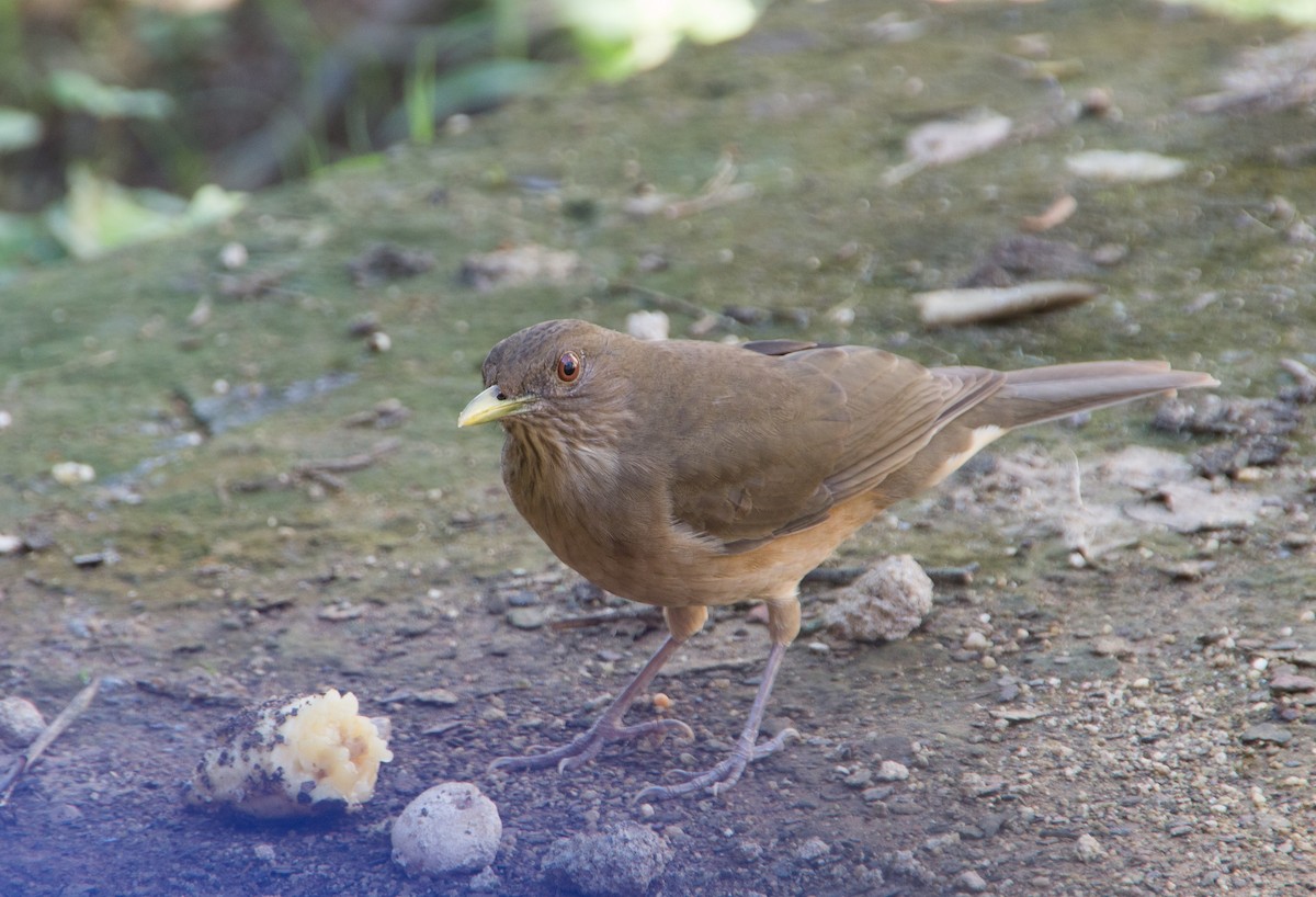 Clay-colored Thrush - Victor Gamez