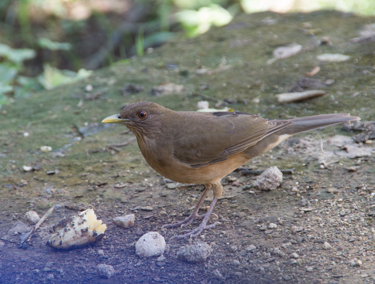 Clay-colored Thrush - Victor Gamez
