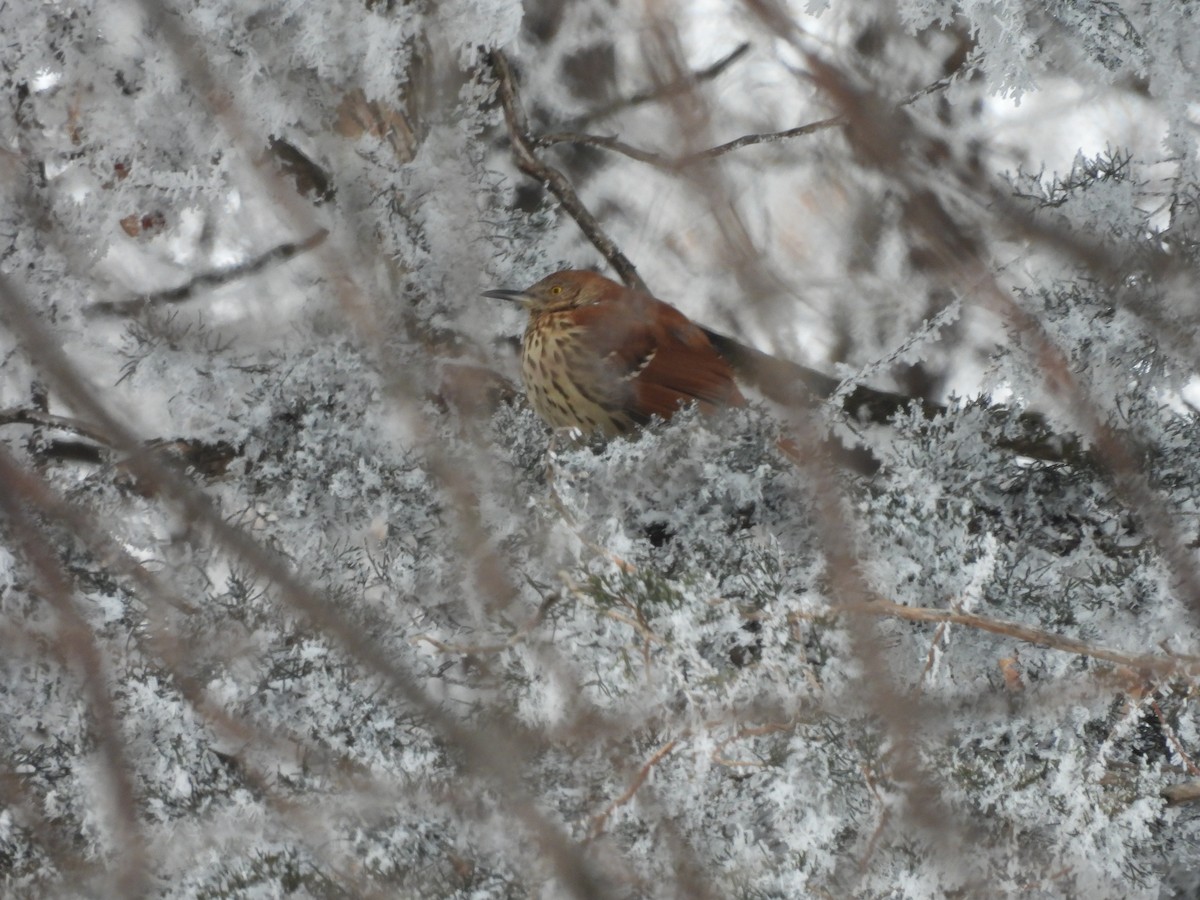 Brown Thrasher - ML296185141