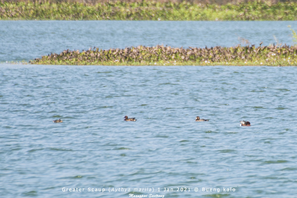 Greater Scaup - ML296191261