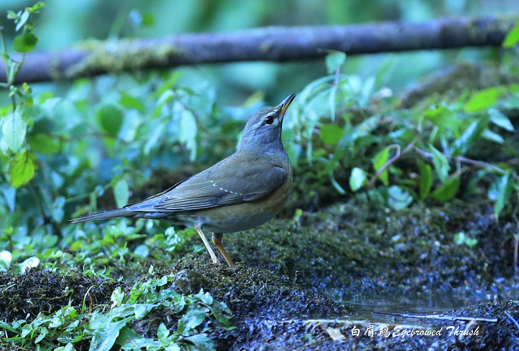 Eyebrowed Thrush - ML296191321