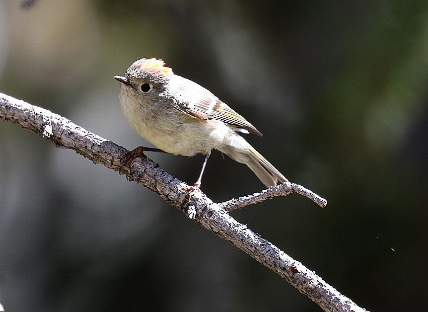 Ruby-crowned Kinglet - ML29619271