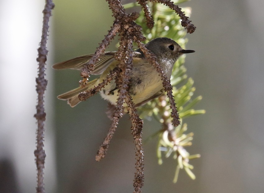 Ruby-crowned Kinglet - ML29619281