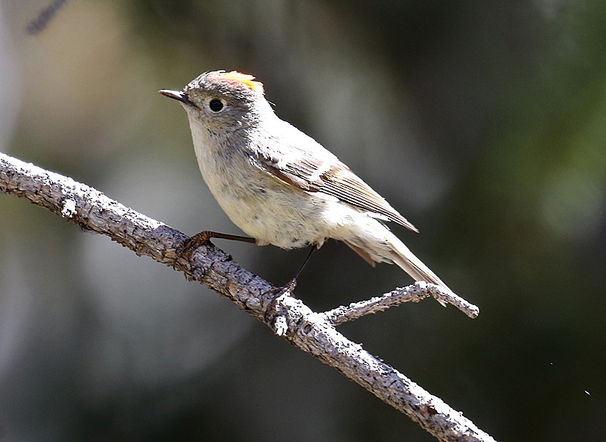 Ruby-crowned Kinglet - ML29619291