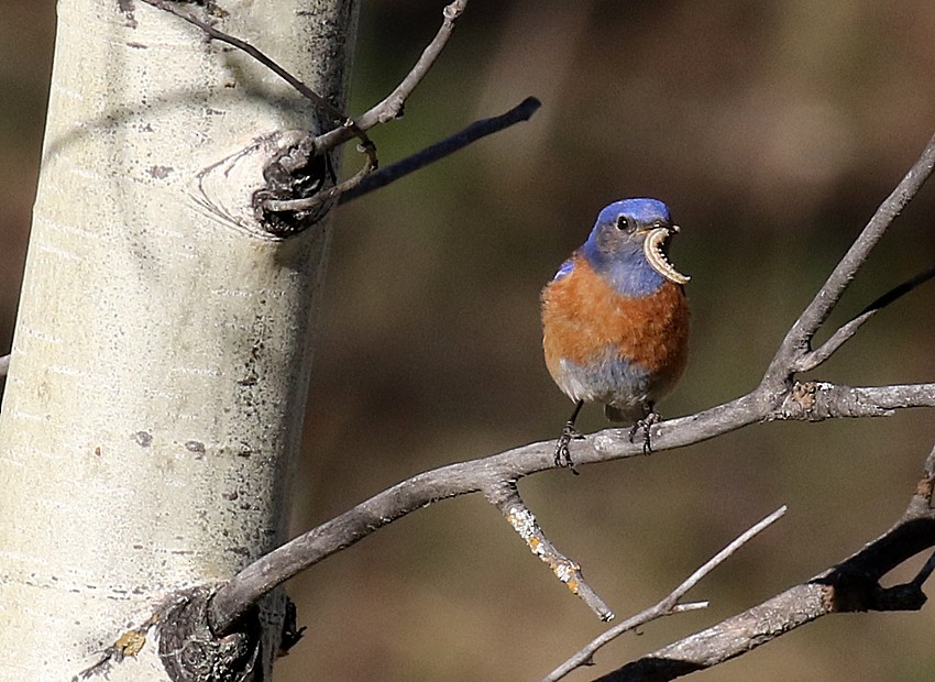 Western Bluebird - ML29619311