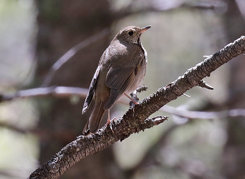 Hermit Thrush - ML29619401