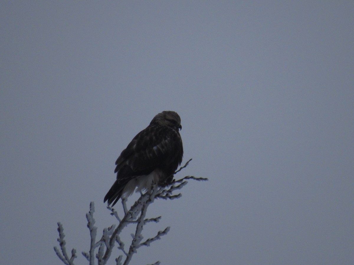 Rough-legged Hawk - ML296194251