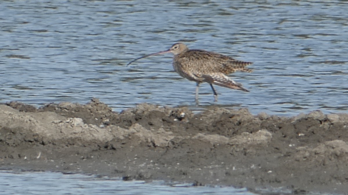 Long-billed Curlew - ML296194831
