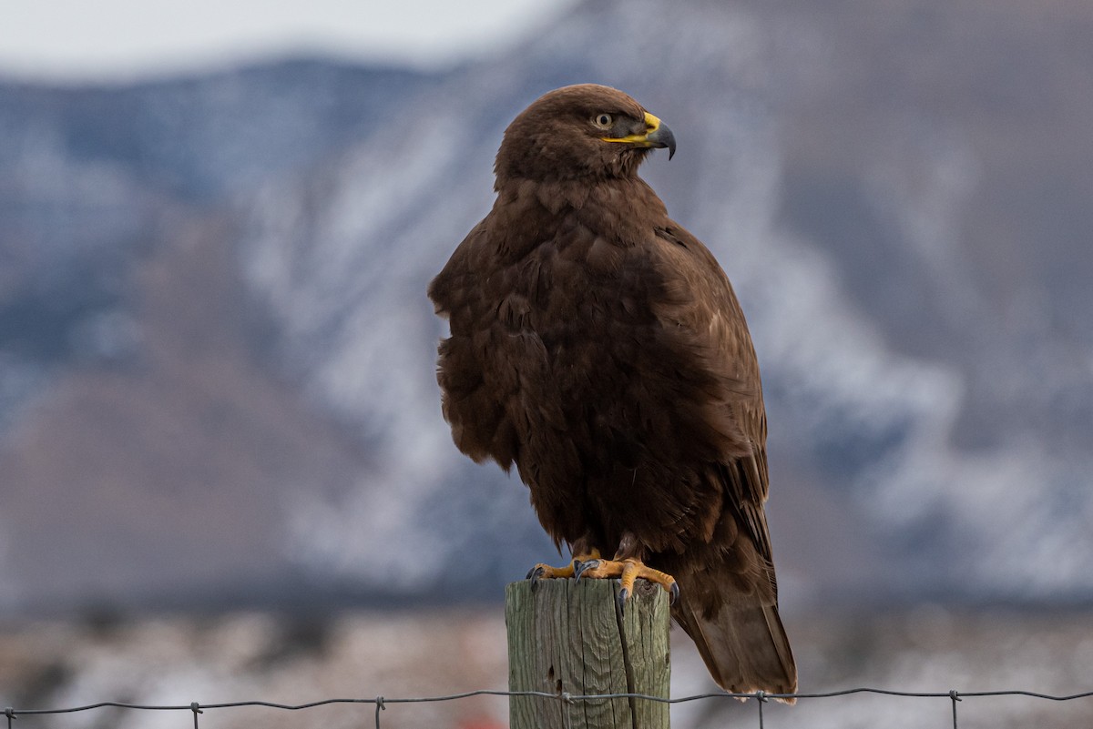 Ferruginous Hawk - Mike Thompson