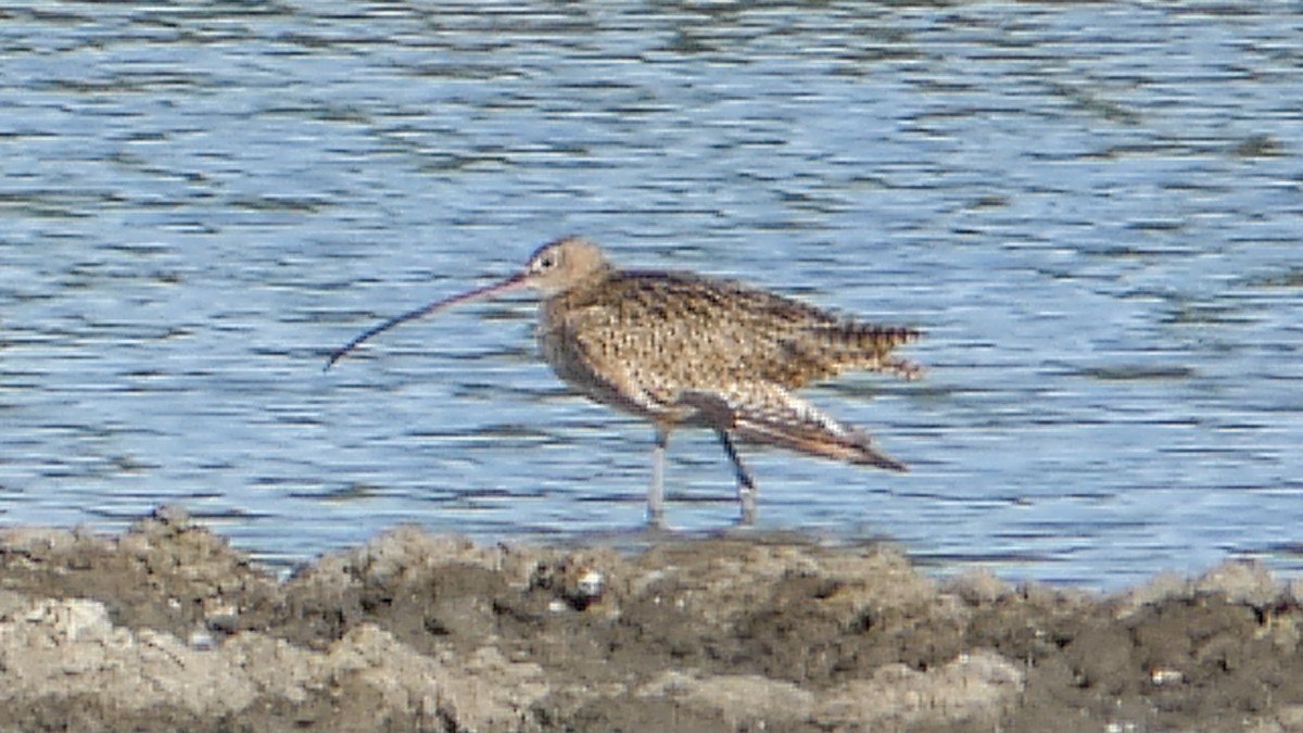 Long-billed Curlew - ML296195321