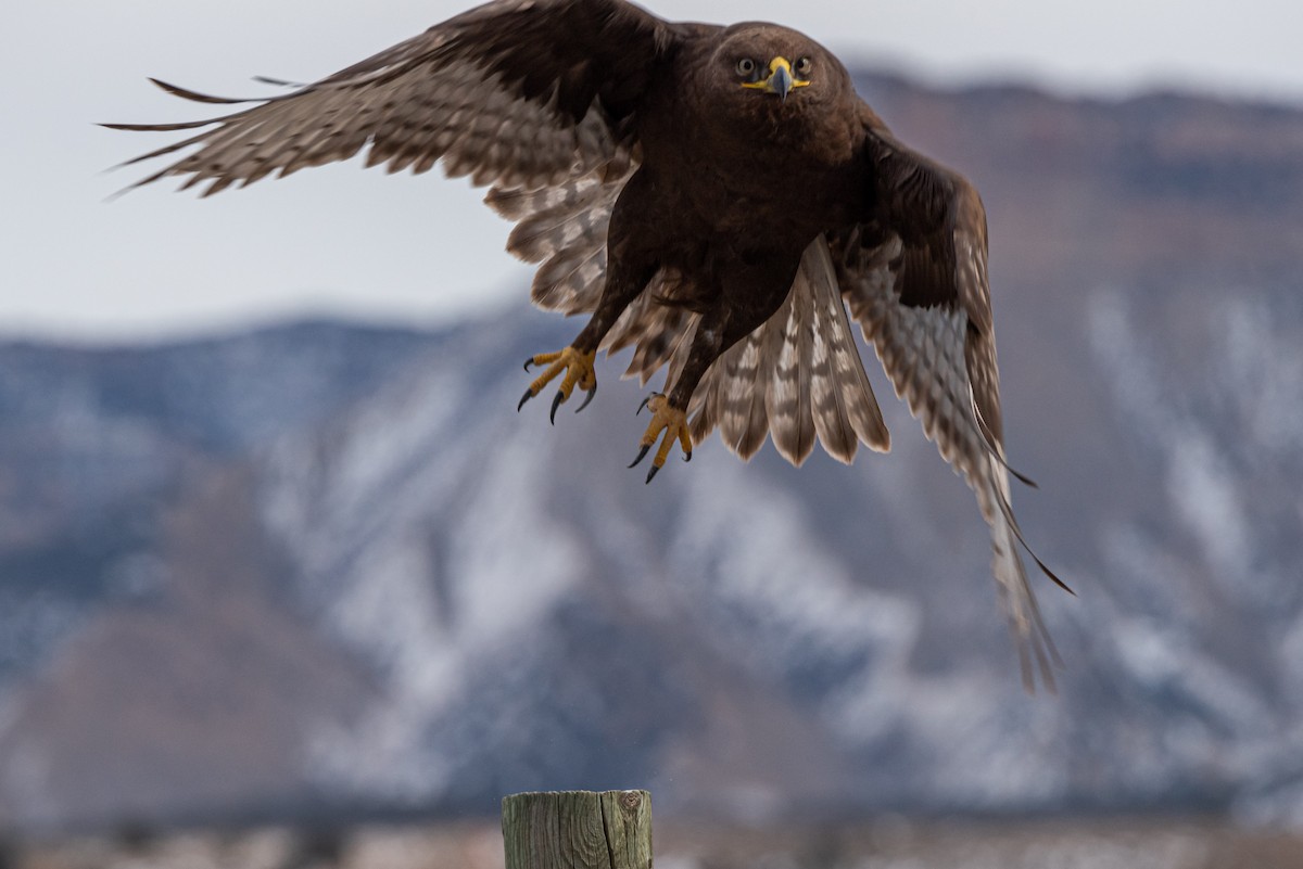 Ferruginous Hawk - Mike Thompson