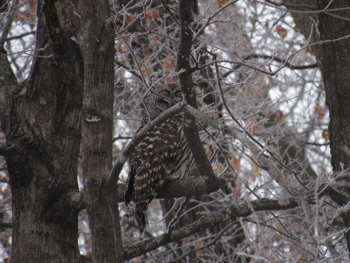 Barred Owl - ML296197361