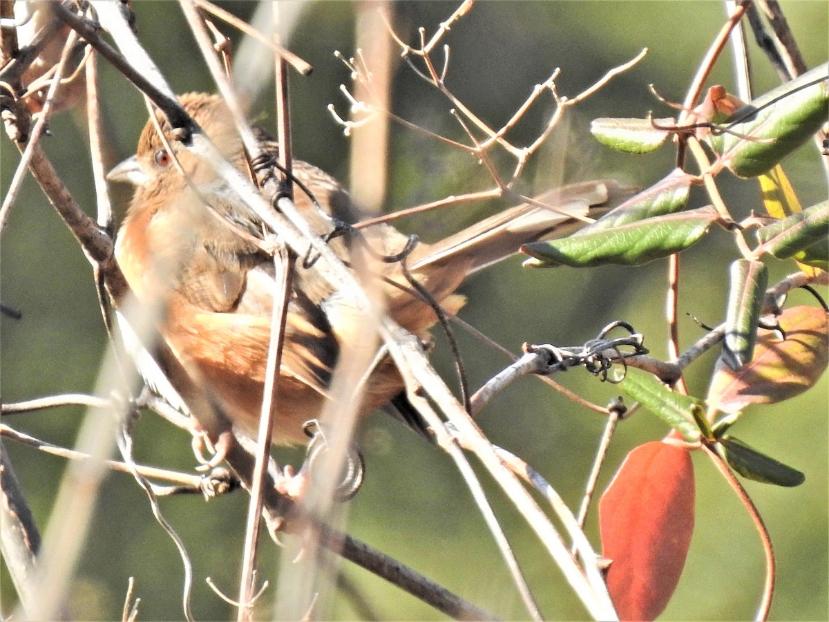 ワキアカトウヒチョウ - ML296198201