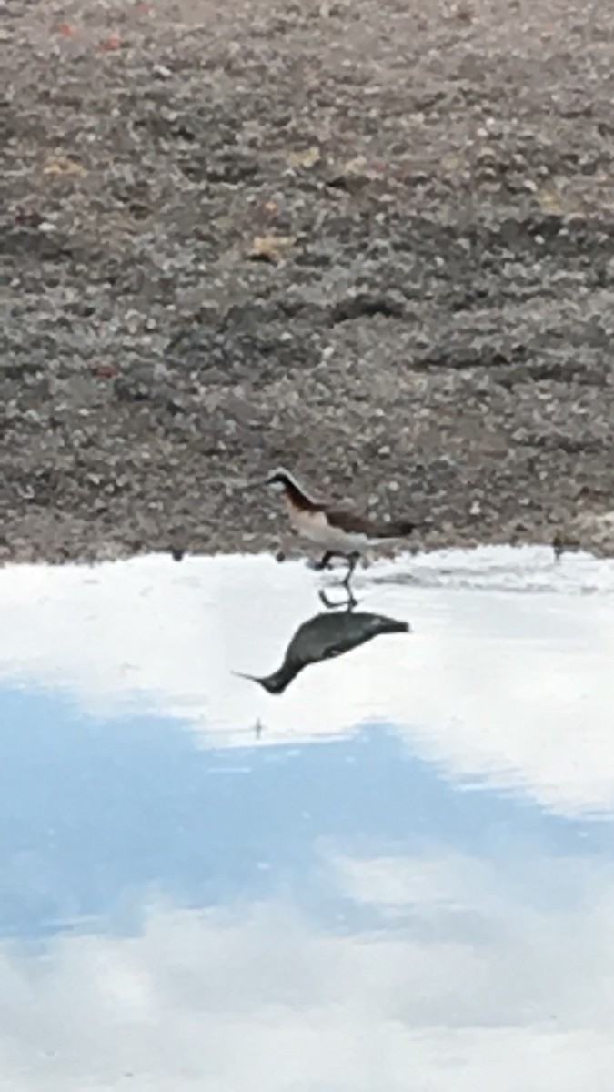 Wilson's Phalarope - ML29620021