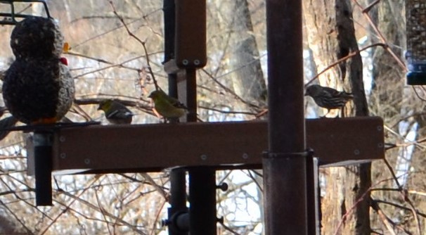 Pine Siskin - ML296200601