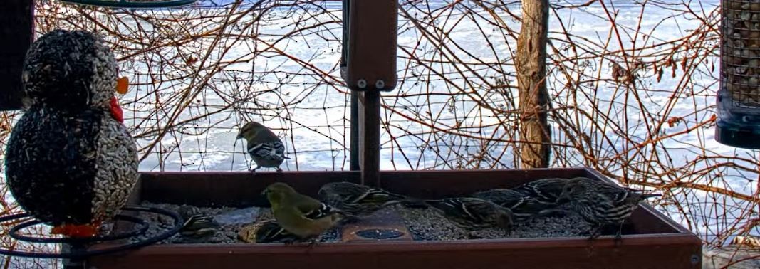 Pine Siskin - ML296200611