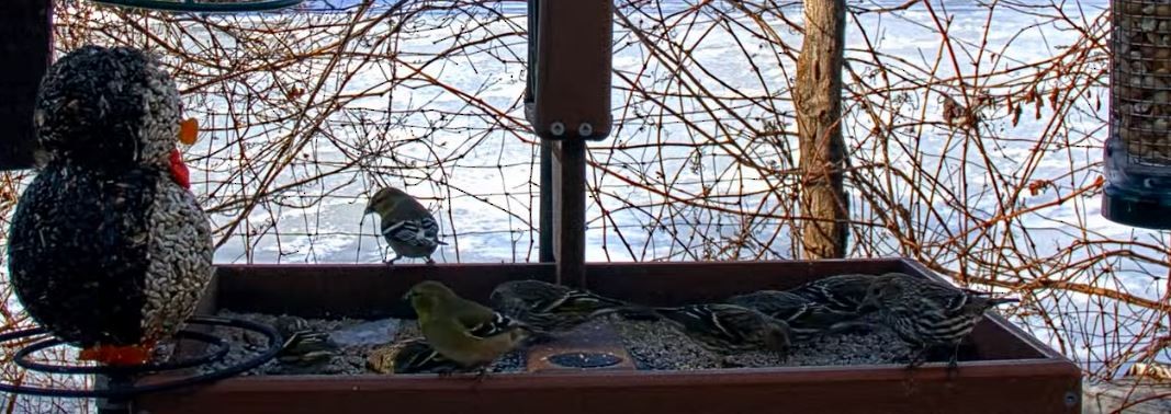 Pine Siskin - ML296200611