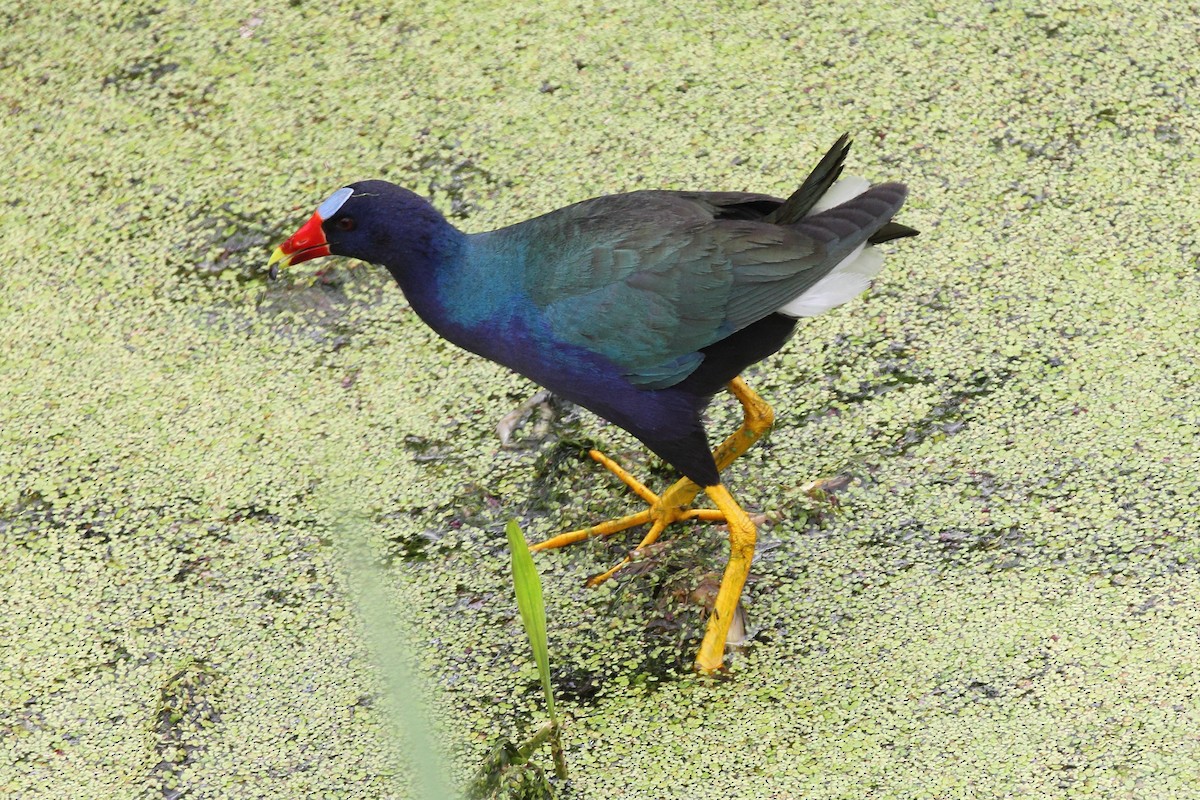 Purple Gallinule - Robert Sattelmeyer