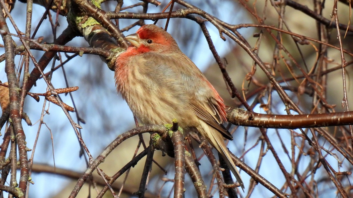 House Finch - ML296202371