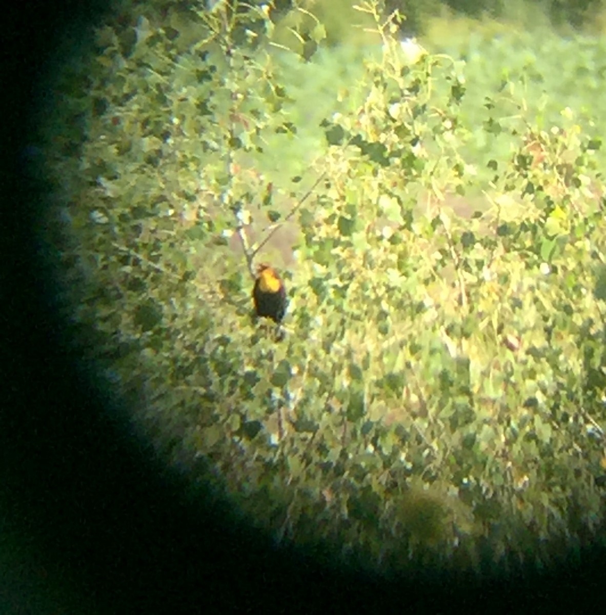 Yellow-headed Blackbird - ML29620261