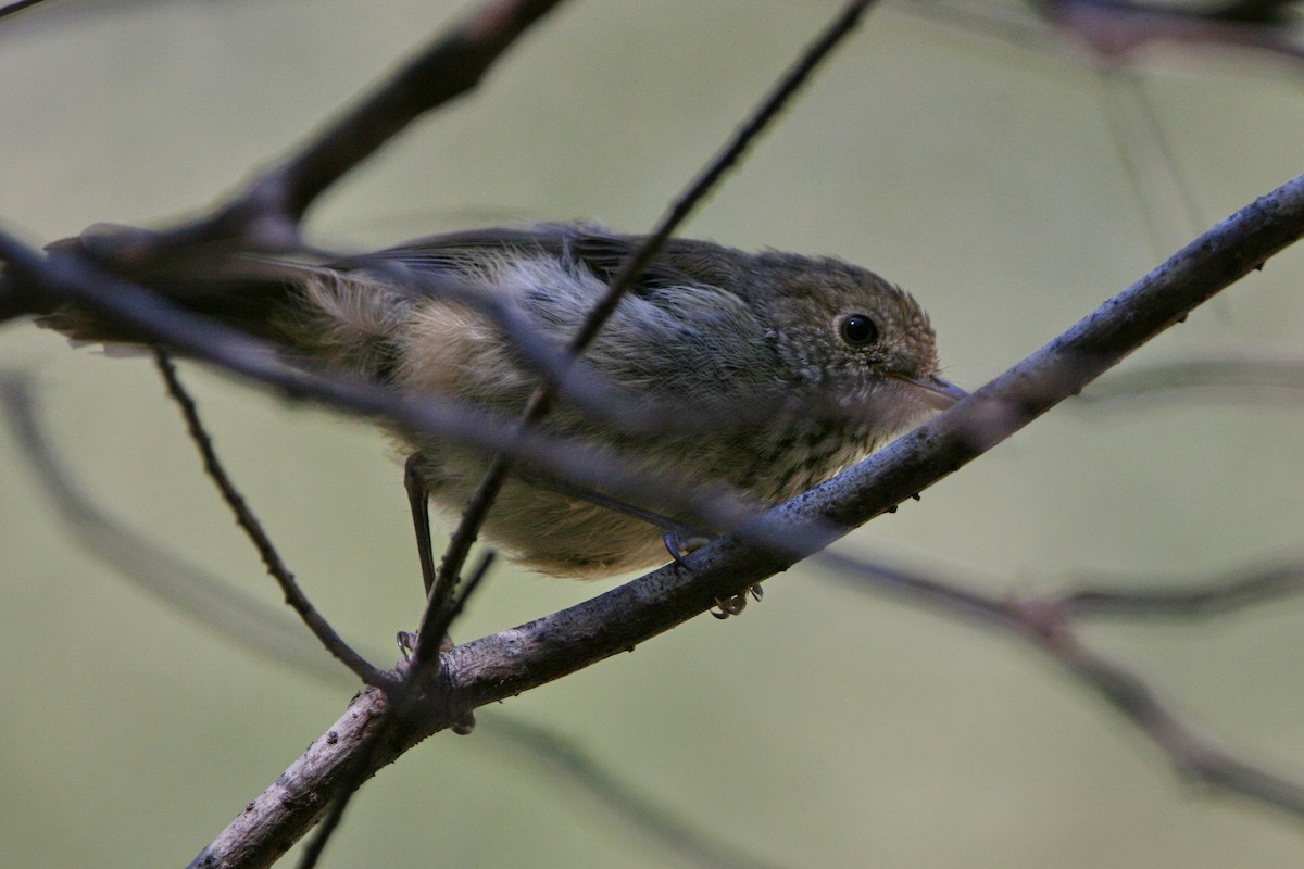 Brown Thornbill - ML296202941