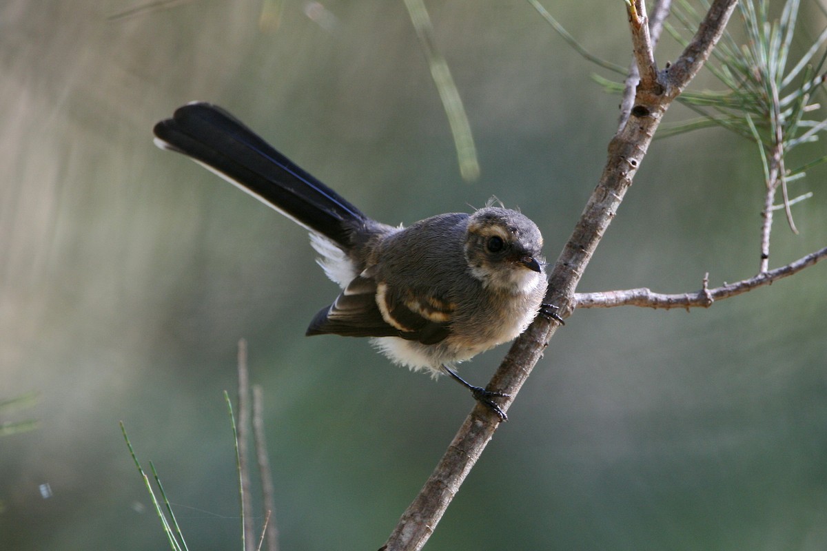 Gray Fantail - Peter Harris