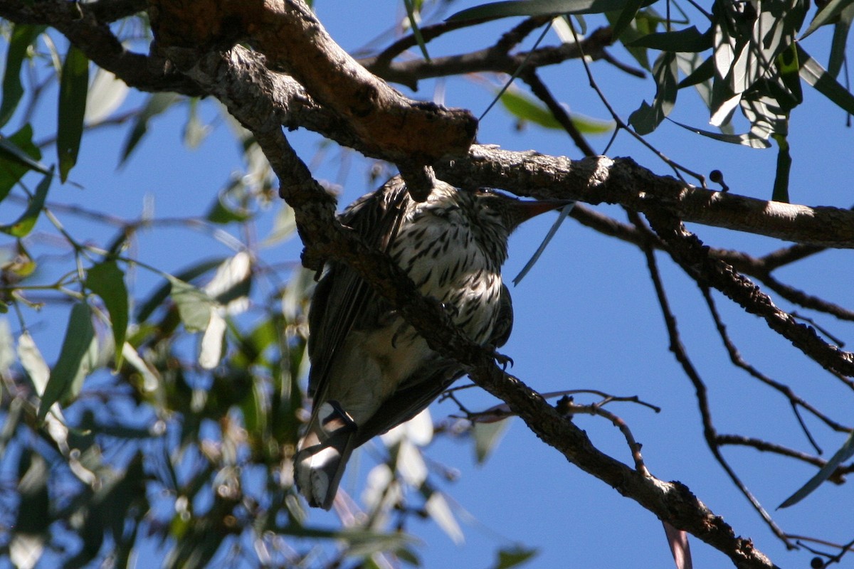 Olive-backed Oriole - Peter Harris