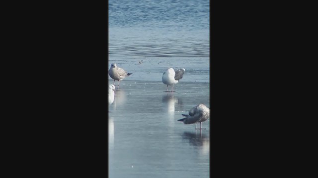 Gaviota de Kamchatka - ML296203501