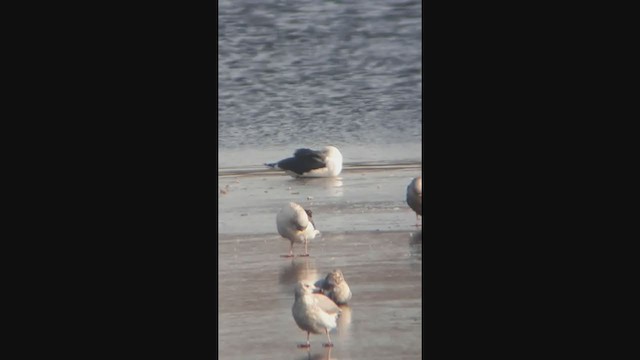 Gaviota de Kamchatka - ML296203881