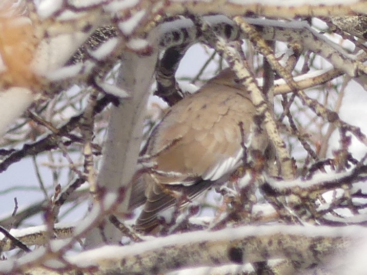 White-winged Dove - ML296204101