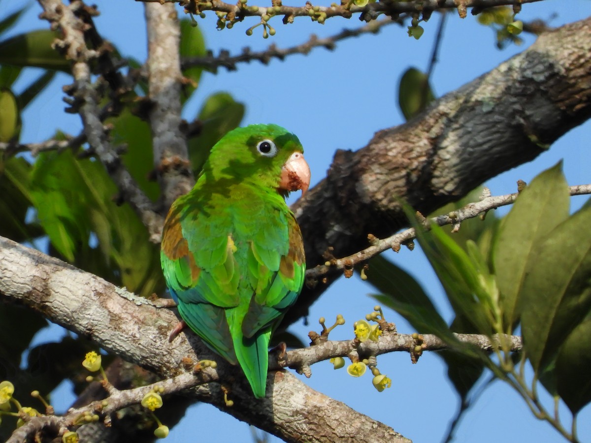 Orange-chinned Parakeet - ML296204621